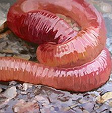 PN wurm.jpg